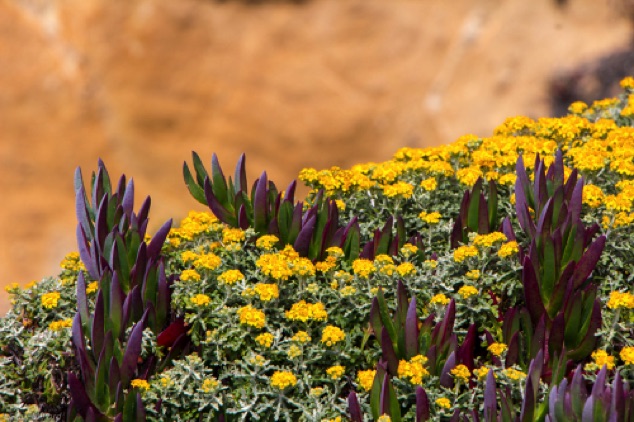 Yellow coastal flowers
Duncans Landing
Bodega Bay  CA